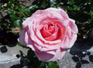 Signs of Allah in Roses